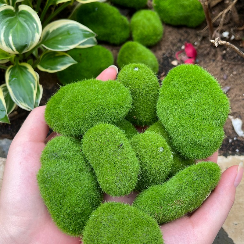 หินมอสเทียม 50/5 ชิ้น หินมอสสี - Bonsai Rock Garden บทวิจารณ์และราคา