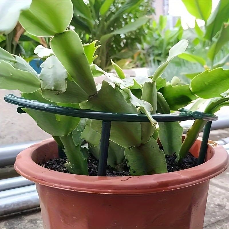 เสาค้ำต้นไม้พลาสติกแบบครึ่งวงก - Bonsai Garden Tools บทวิจารณ์และราคา