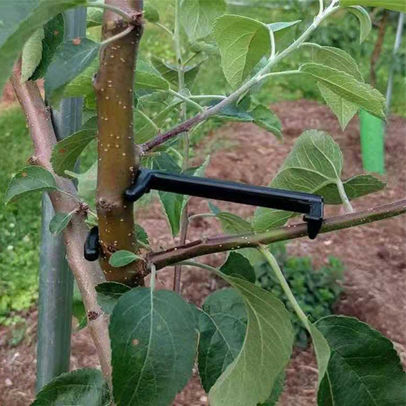 10-30Pcs ผลไม้คลิปต้นไม้พืช Vi - Bonsai Garden Tools บทวิจารณ์และราคา