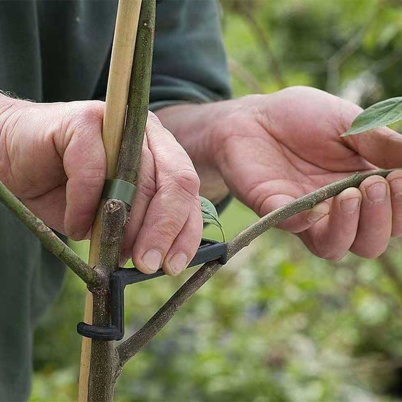 10-30Pcs ผลไม้คลิปต้นไม้พืช Vi - Bonsai Garden Tools บทวิจารณ์และราคา
